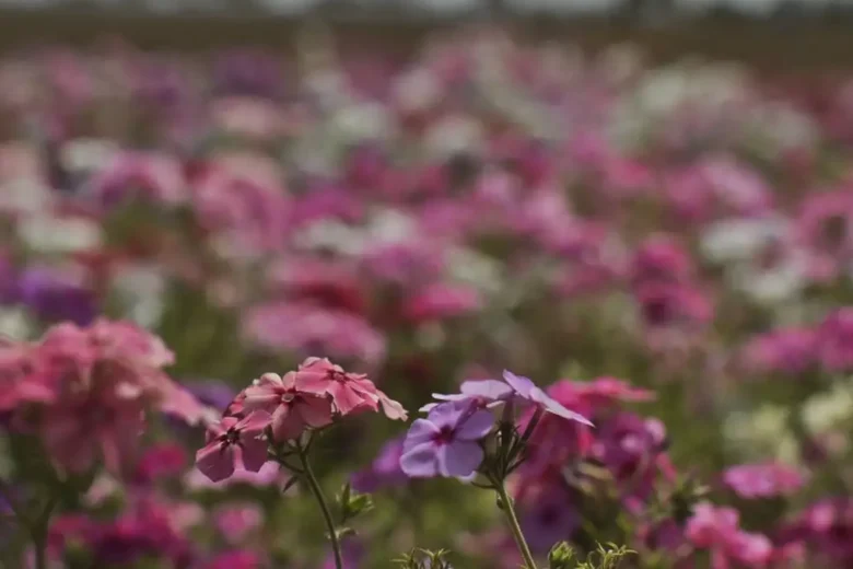 Primavera começou com temperaturas caindo e possibilidade de chuva