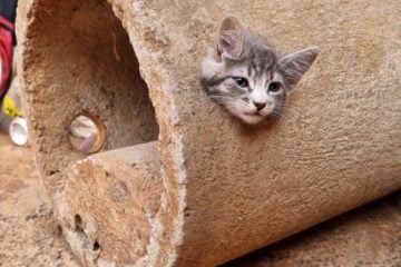 Filhote de gato fica com a cabeça presa em buraco de manilha e é resgatado em MG