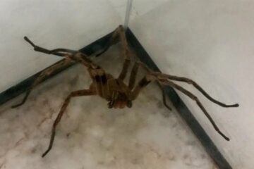 Picadas de aranhas são segunda causa de envenenamento no País