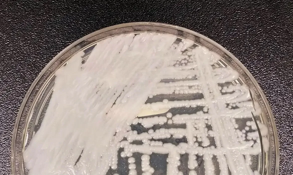 superfungo candida auris