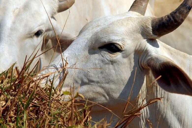 Homem será indenizado em mais de R$ 140 mil pelo patrão após levar “chifrada” de vaca em MG