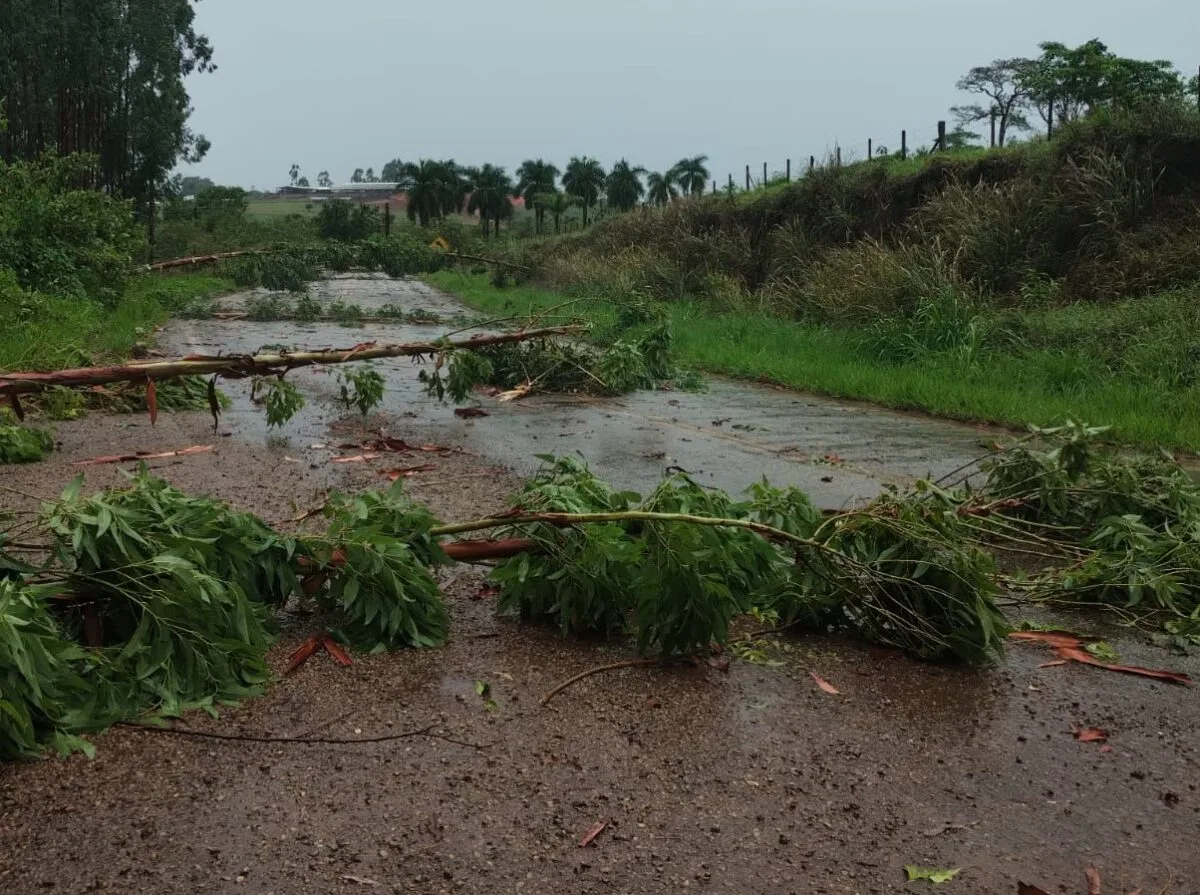 Tempestade derruba eucaliptos e interdita estrada entre Bom Jesus do Amparo e o distrito de Ipoema