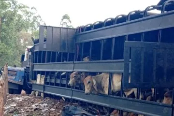 Caminhão carregado com bois tomba na BR-381; motorista é resgatado com ferimentos