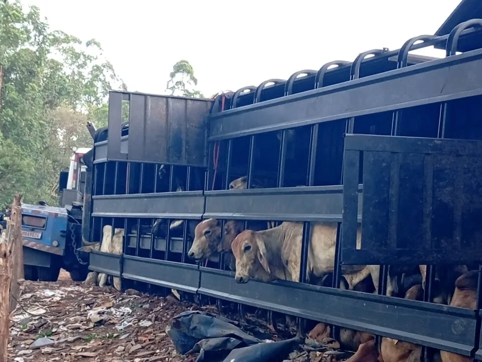 Caminhão carregado com bois tomba na BR-381; motorista é resgatado com ferimentos