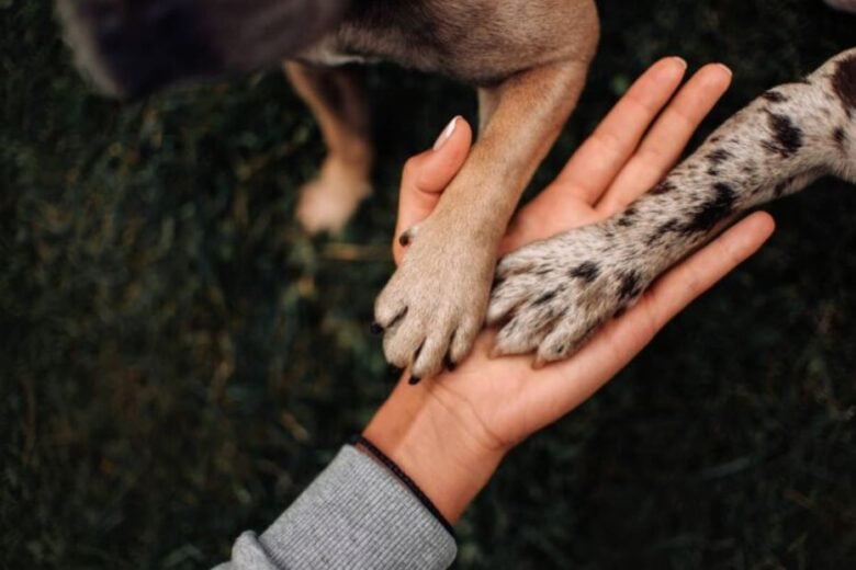 Projeto em Itambé do Mato Dentro busca estruturar a proteção animal na cidade com apoio da comunidade