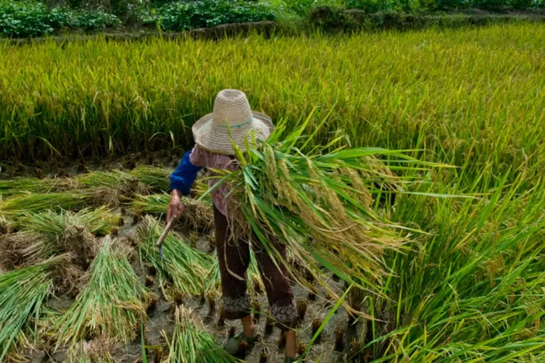 Negros são maioria entre vítimas de trabalho escravo contemporâneo no Brasil