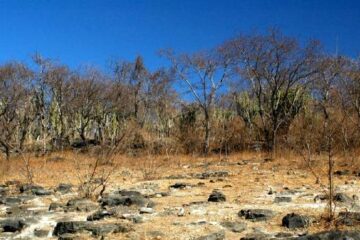 Minas Gerais encerrou 2024 com redução de 66% no desmatamento do Cerrado