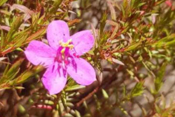 Nova espécie da flora brasileira é encontrada no Parque Estadual da Serra do Rola-Moça