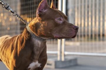 Um horror! Bebê morre ao ter o rosto devorado por pitbull