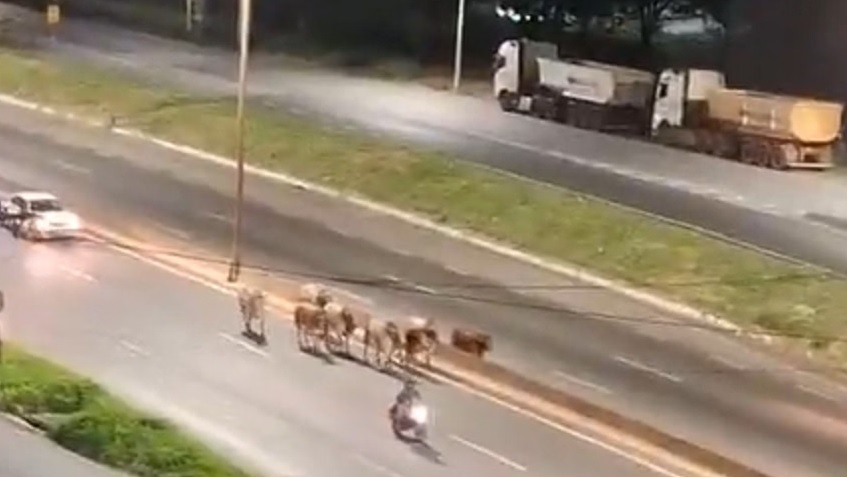 Bois invadem Anel Rodoviário de BH, causam caos no trânsito e dois são sacrificados pela PM