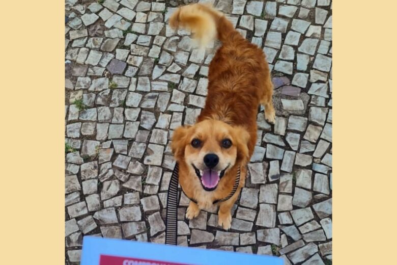 Prazo para inscrição no edital Chamada dos Bichos encerra neste domingo, confira