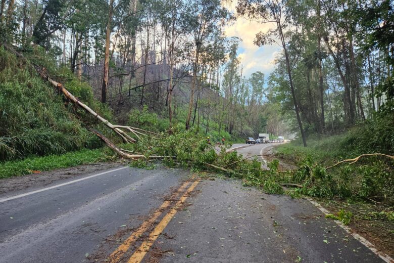 Chuvas: Brigada Florestal, Sevor e órgãos públicos atuam na remoção de árvores em João Monlevade e na BR-381