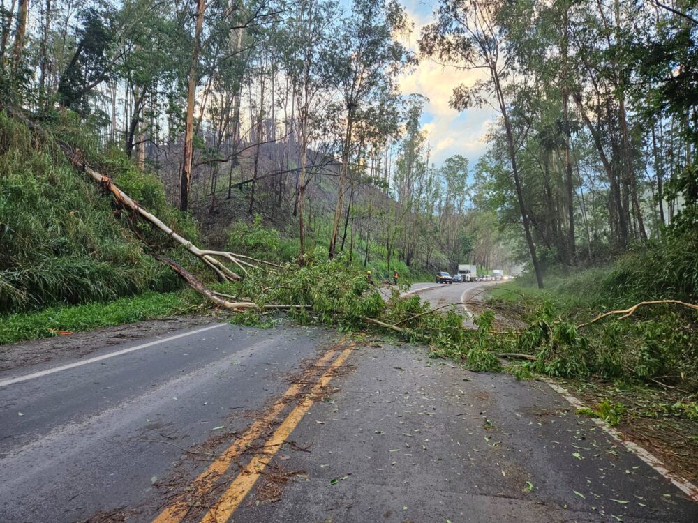 Chuvas: Brigada Florestal, Sevor e órgãos públicos atuam na remoção de árvores em João Monlevade e na BR-381