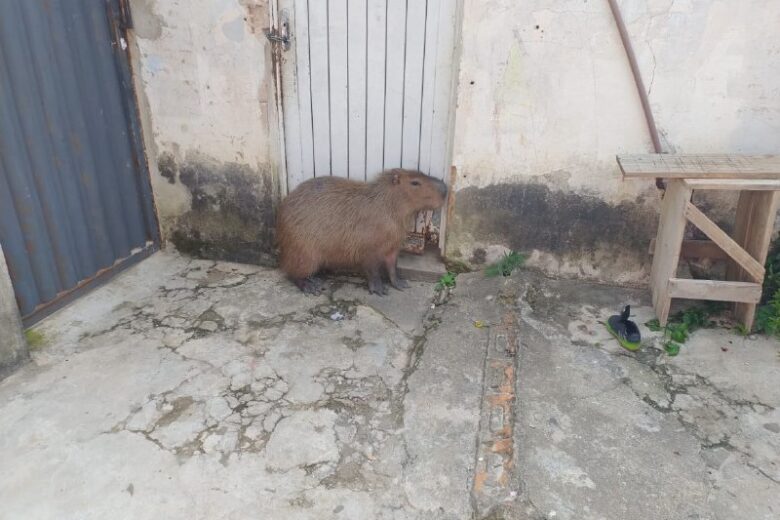 Bombeiros são acionados para capturar capivara que invadiu casa e impediu saída de moradores Bombeiros são acionados para capturar capivara que invadiu casa e impediu saída de moradores