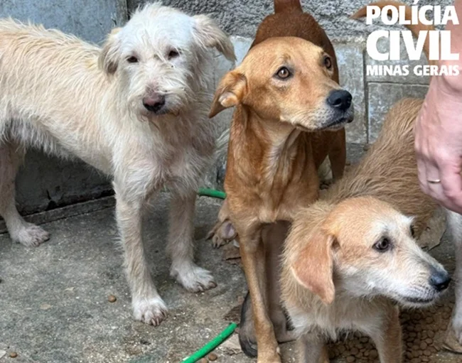 Polícia Civil resgata 11 cães e prende suspeito de maus-tratos em Minas Gerais