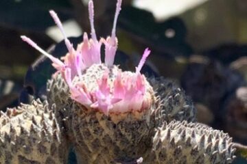 Pesquisadores encontram novo gênero de planta no Norte de Minas Gerais