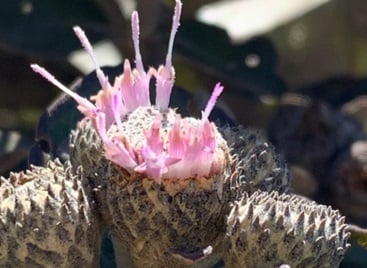 Pesquisadores encontram novo gênero de planta no Norte de Minas Gerais