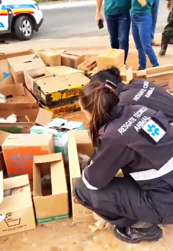 Mais de 50 garças morrem em poda de árvores na Grande BH