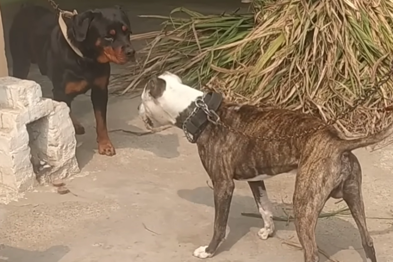 Cães das raças pit bull e rottweiler matam dois cavalos e um cachorro no interior de Minas