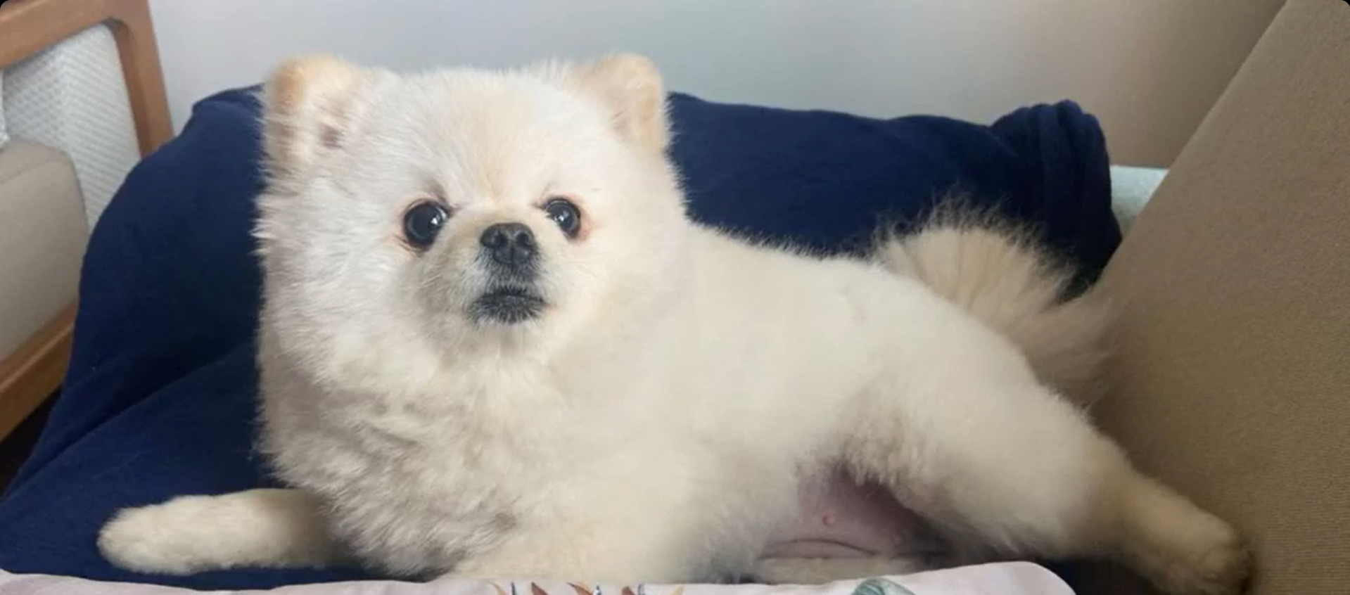 Muita crueldade! Cadela é morta por um tosador a tesouradas em pet shop de BH