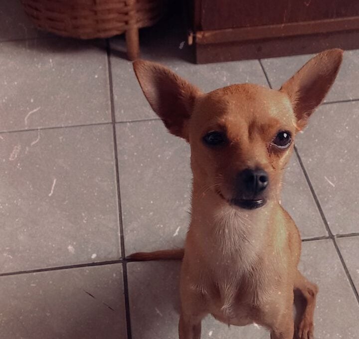 Itabira: tutores pedem ajuda para encontrar o cachorro Pitter, desaparecido no bairro Vila Bethânia