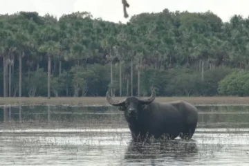 Os cinco mil búfalos selvagens que ameaçam reserva na Amazônia
