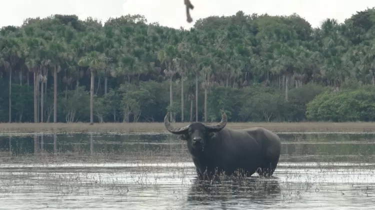 Os cinco mil búfalos selvagens que ameaçam reserva na Amazônia