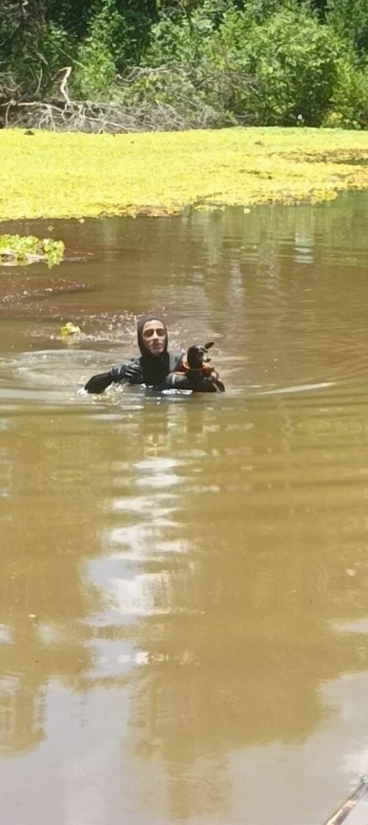 Minas Gerais: bombeiros resgatam cadela em risco de afogamento na lagoa do Parque do Goiabal