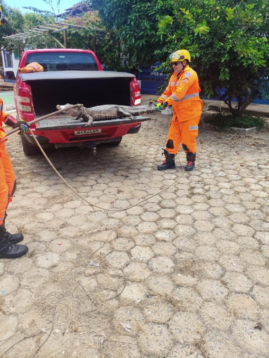 Jacaré de 1,5 metro é encontrado em piscina de clube em São Francisco