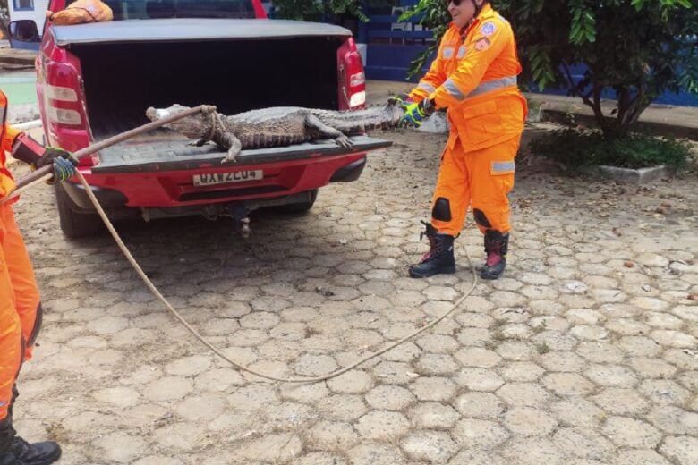 Jacaré de 1,5 metro é encontrado em piscina de clube em São Francisco