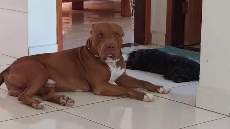 Pitbull é morto a facadas ao defender tutor durante briga familiar em Minas Gerais