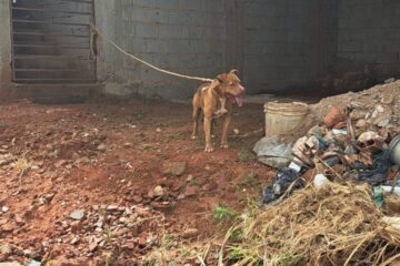Idoso de 80 anos é atacado por pitbull em João Monlevade