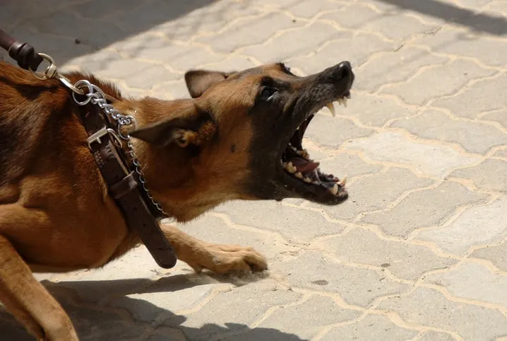 Ataques de cães quase triplicam em Belo Horizonte em um ano