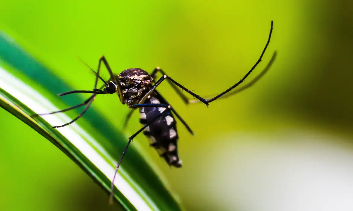 Dengue tem redução de 68% de casos no Brasil em relação a 2024