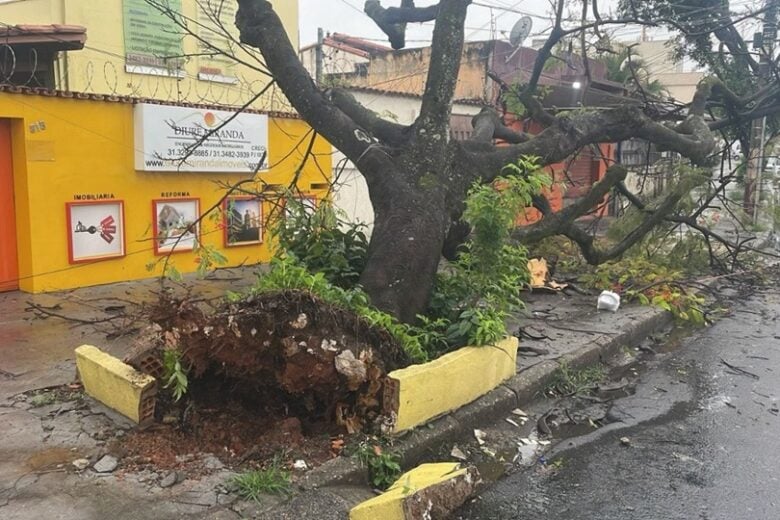 Chuva na Grande BH: bombeiros registram mais de 80 ocorrências de quedas de árvores em 24 horas