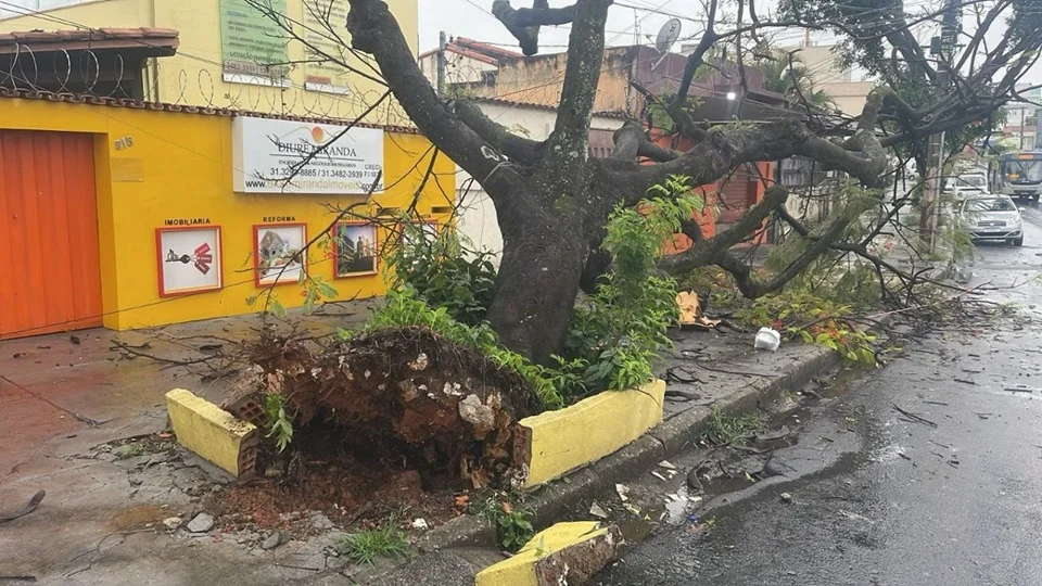 Chuva na Grande BH: bombeiros registram mais de 80 ocorrências de quedas de árvores em 24 horas