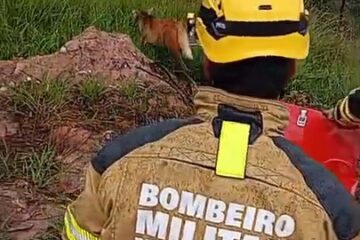 Lobo-guará é resgatado após cair do telhado e se abrigar em quarto de casa no Centro de Itabira