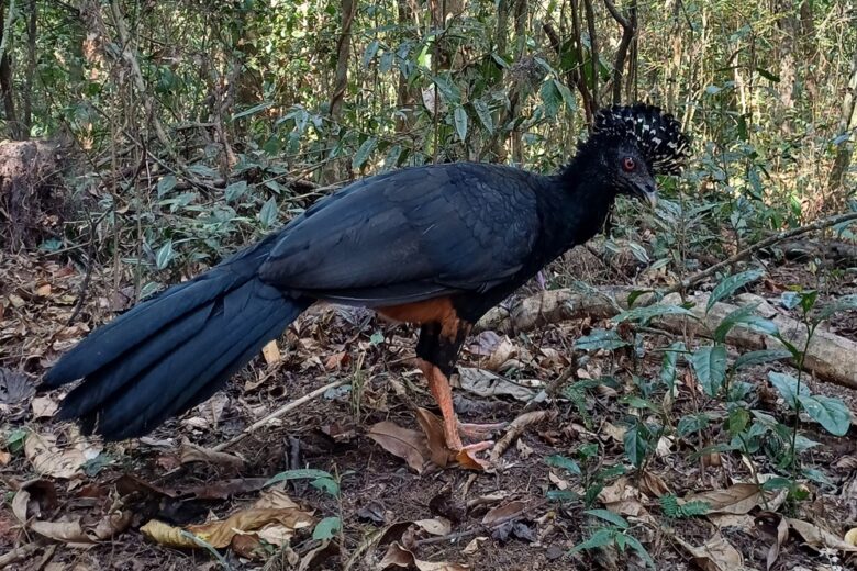Mutum-do-bico-vermelho volta a habitar a Mata Atlântica após 50 anos de extinção em parque mineiro