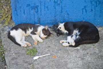 Itabira enfrenta aumento de gatos de rua e falta de controle populacional preocupa