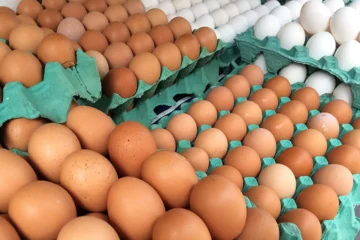 Minas descarta toneladas de ovos de granja infectada do RS