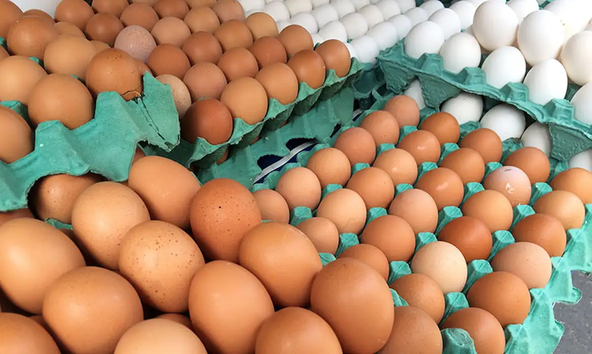 Minas descarta toneladas de ovos de granja infectada do RS