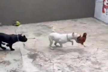 Justiça determina soltura de influenciador preso por maus-tratos a cachorros na Grande BH