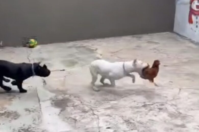 Justiça determina soltura de influenciador preso por maus-tratos a cachorros na Grande BH