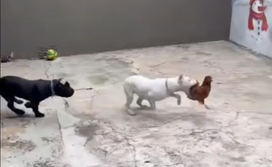 Influenciador é preso na Grande BH por dar choques em cães; vizinhos denunciaram a situação