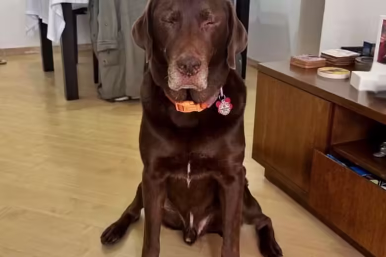 Morte do cão labrador Pudim acende alerta contra a planta Cyca Revoluta