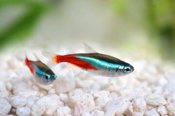 A Produção de peixes ornamentais pode fortalecer a agricultura familiar de São Gonçalo do Rio Abaixo