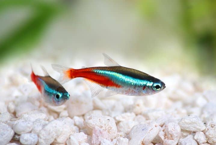 A Produção de peixes ornamentais pode fortalecer a agricultura familiar de São Gonçalo do Rio Abaixo