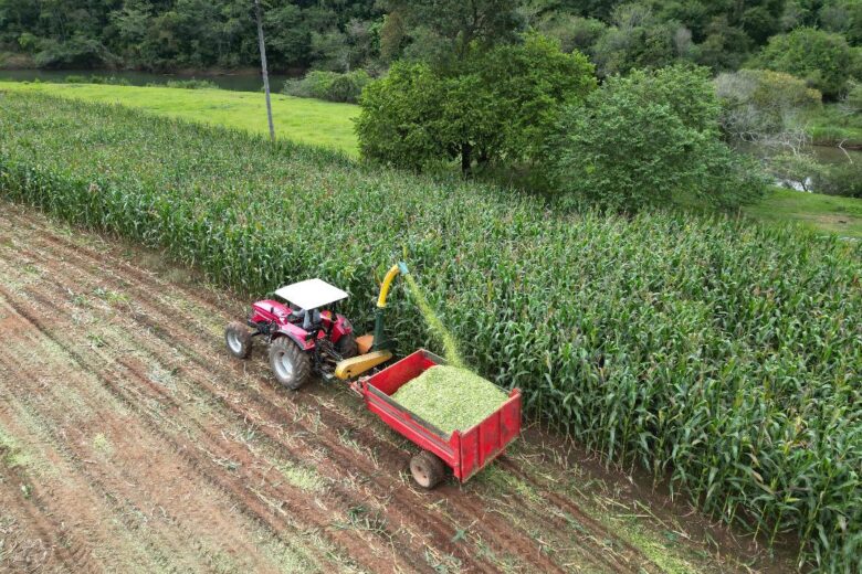 Silagem de milho: Agricultura de São Gonçalo do Rio Abaixo colhe 2800 quilos de alimentos para animais