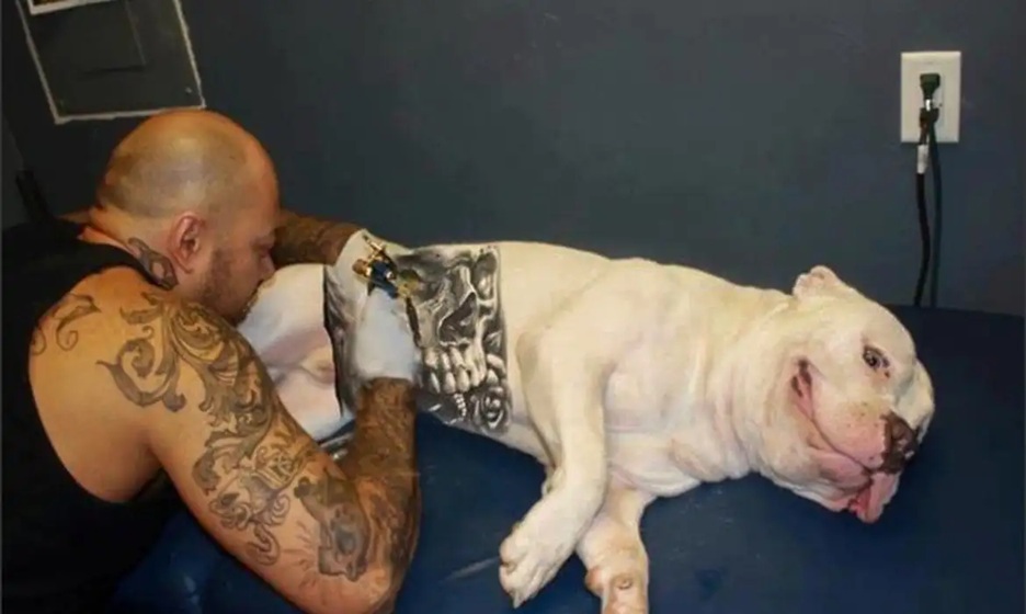 Sancionada lei que proíbe tatuagens e piercings em cães e gatos