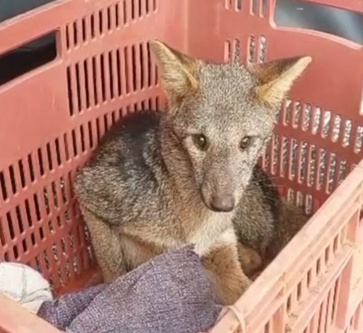 Raposa é resgatada às margens de rodovia em Itabira